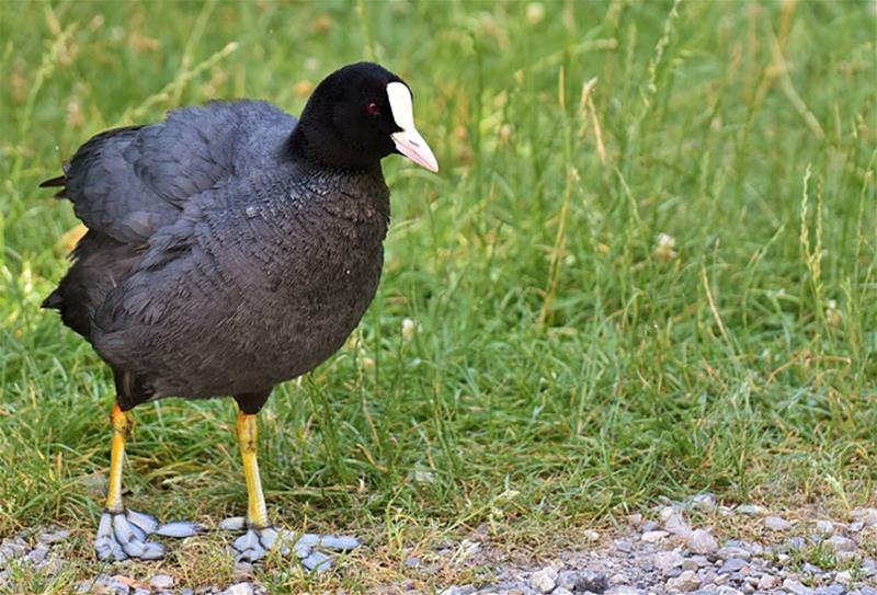 Les Espèces Doiseaux Du Marais Audomarois Les Faiseurs De