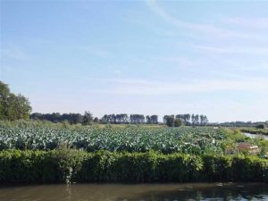 Champs chous marais audomarois Les plantation de choux fleurs à Saint-Omer