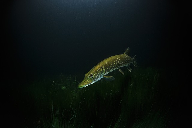 The fish of the Audomarois marsh